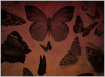 http://web-silver.ru/photoshop/brushes/img_brushes/butterfly-brushes.gif